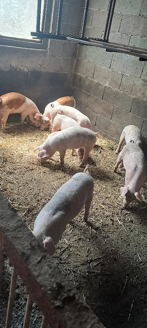 Vînd purcei marele_alb landras 10 săptămîni