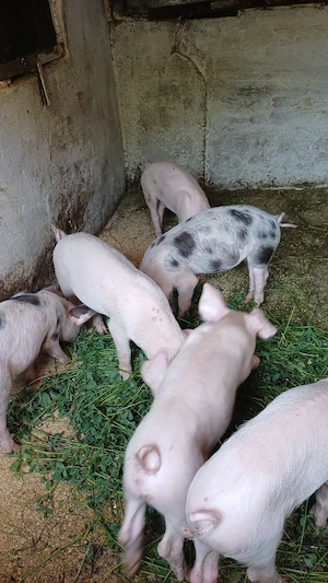Purcei de vanzare,castrati5porci si 3 purcele - imagine 2