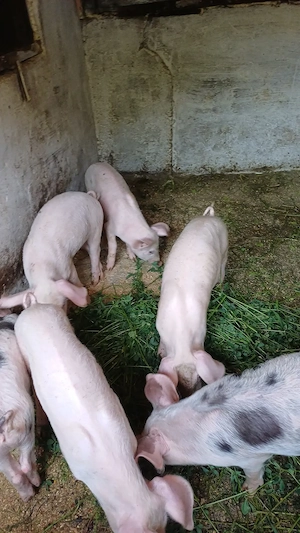 Purcei de vanzare,castrati5porci si 3 purcele - imagine 3