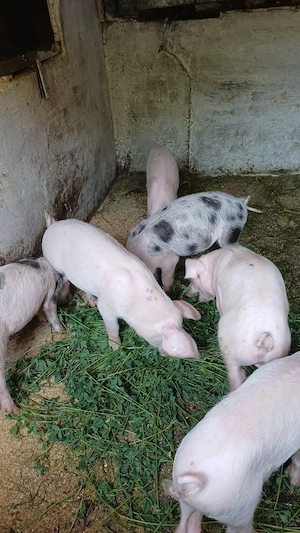 Purcei de vanzare,castrati5porci si 3 purcele