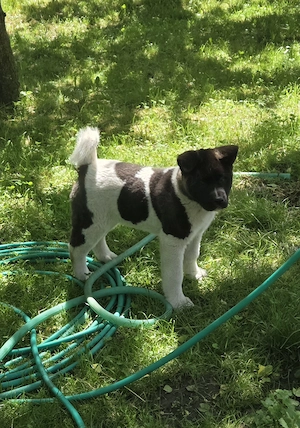 Akita American 