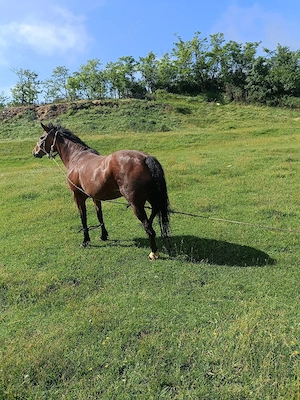 Vînd Iapă 
