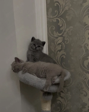 Pisicute British shorthair  - imagine 2