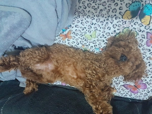 Vând poodle toy mascul