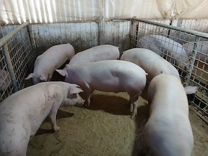 porci de carne  - imagine 2