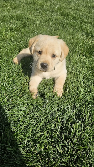 Labrador Retriever Pedigree tip A