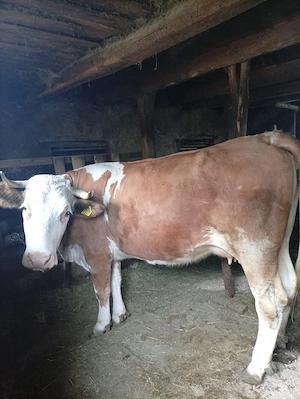 Vând vacă bălțată românească 