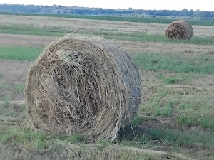 baloți de fân cantități mari și mici