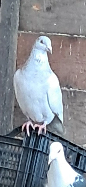 Voiajori frumosi