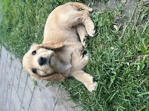 catelusa cocker spaniel - imagine 4