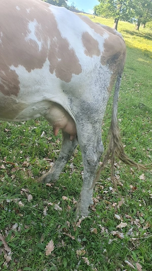 caut un nou stăpân
