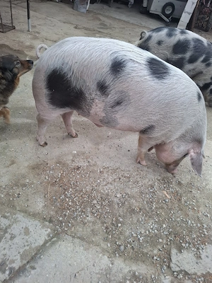 vand porci - imagine 3