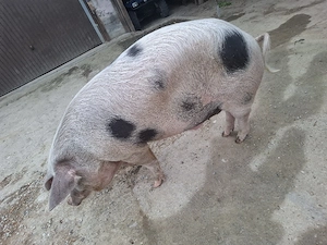 vand porci