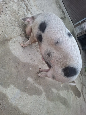 vand porci - imagine 2