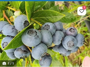 Angajam in agricultura Austria 