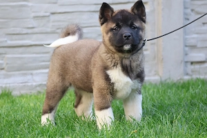 Akita american rasa pura  - imagine 4