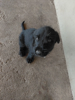 Donez pui de schnauzer urias - imagine 2