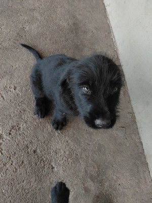 Donez pui de schnauzer urias - imagine 3