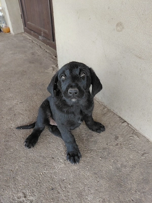 Donez pui de schnauzer urias - imagine 4