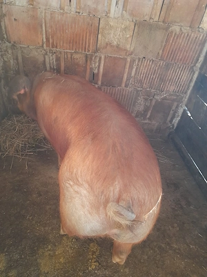 Vând porc între 130-150 kg