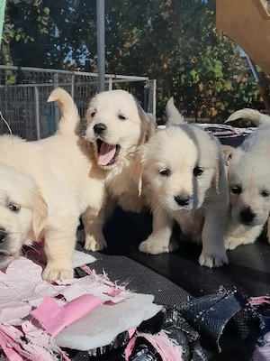 Pui golden retriever  - imagine 2