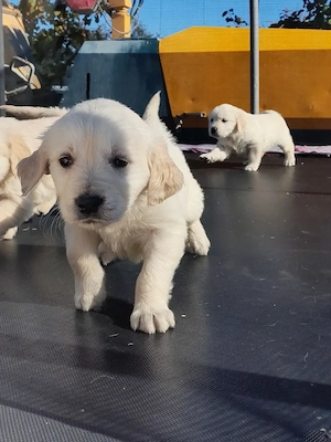 Pui golden retriever  - imagine 3