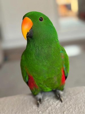Vand mascul papagal Eclectus - imagine 4