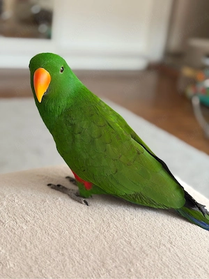 Vand mascul papagal Eclectus - imagine 6