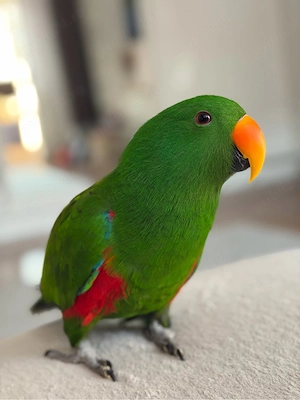 Vand mascul papagal Eclectus - imagine 5