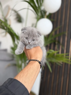 Scottish fold blue si lila - imagine 2