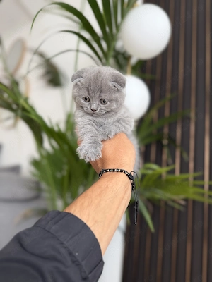 Scottish fold blue si lila