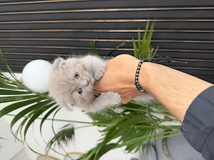 Scottish fold blue si lila - imagine 3