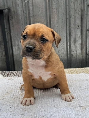 Femela amstaff  parinti cu pedigree - imagine 4