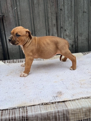 Femela amstaff  parinti cu pedigree - imagine 2