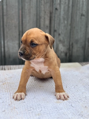 Femela amstaff  parinti cu pedigree