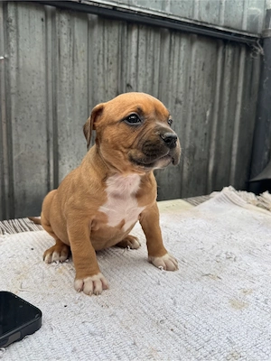 Femela amstaff  parinti cu pedigree - imagine 5