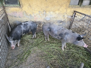 Porci de vanzare 14 lei kg - imagine 6