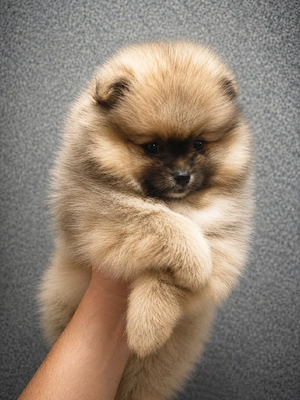 Pomeranian fetiță  - imagine 2