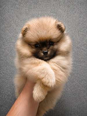 Pomeranian fetiță 