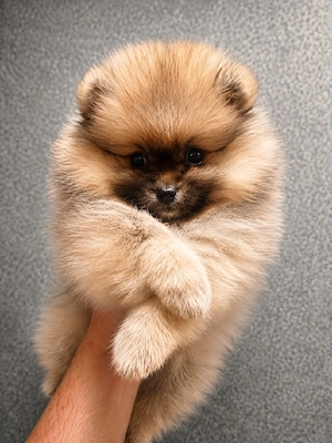 Pomeranian fetiță  - imagine 3