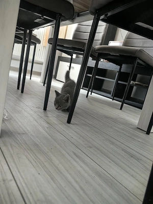 Pisicuța british