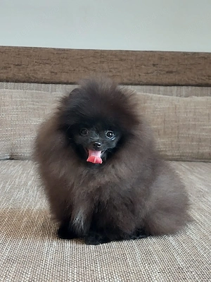 Pomeranian Masculul