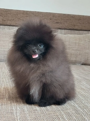 Pomeranian Masculul - imagine 3