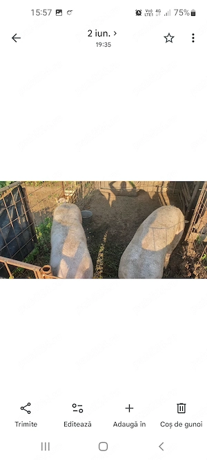 Porci 100-120 kg - imagine 2