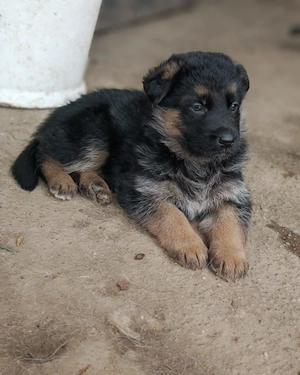 Pui Ciobanesc German