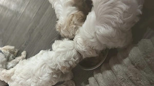 De vânzare cățelușa Bichon fetița are carnet și deparazitare  - imagine 2