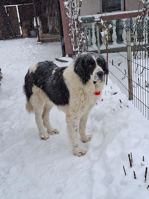 Ciobănesc romanesc de Bucovina , 1 an și 6 luni 