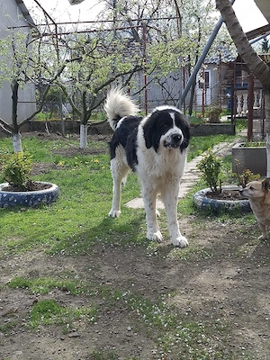 Ciobănesc romanesc de Bucovina , 1 an și 6 luni  - imagine 3