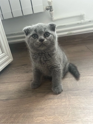 pui british shorthair - imagine 5
