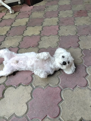 Donez Bichon maltez mascul - imagine 2